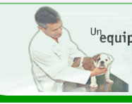 Centro Veterinario Punta